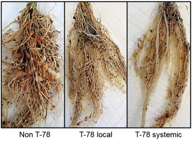 Endophytic Trichoderma figure 2